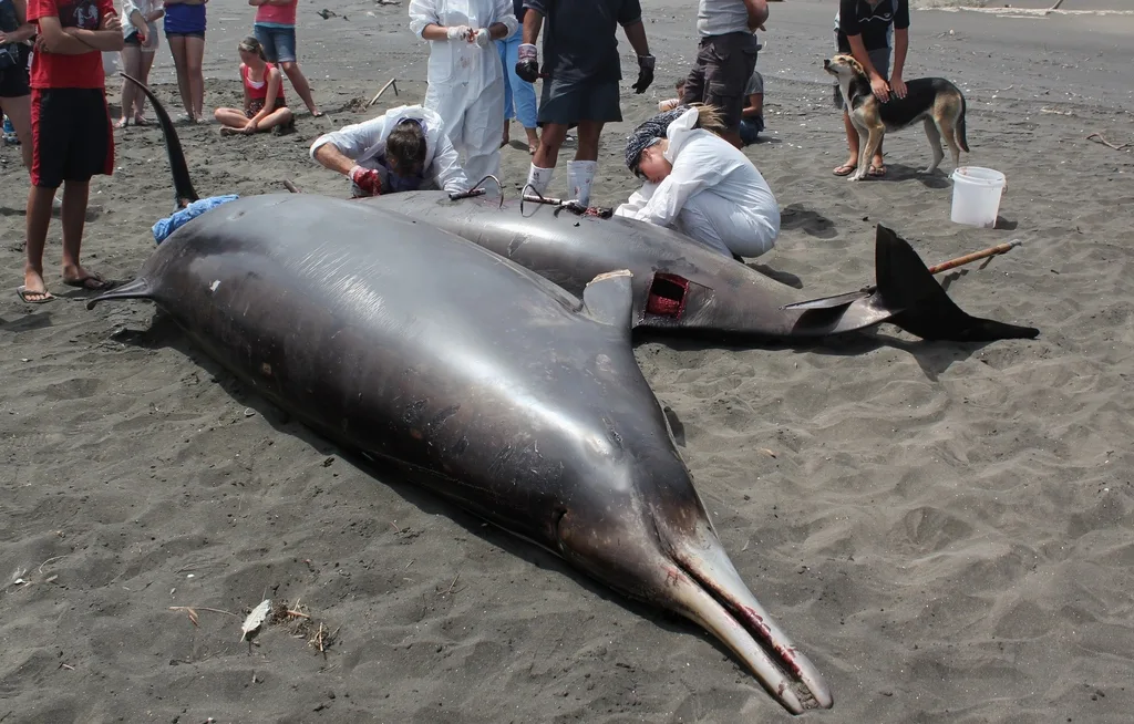 Gray's Beaked Whale