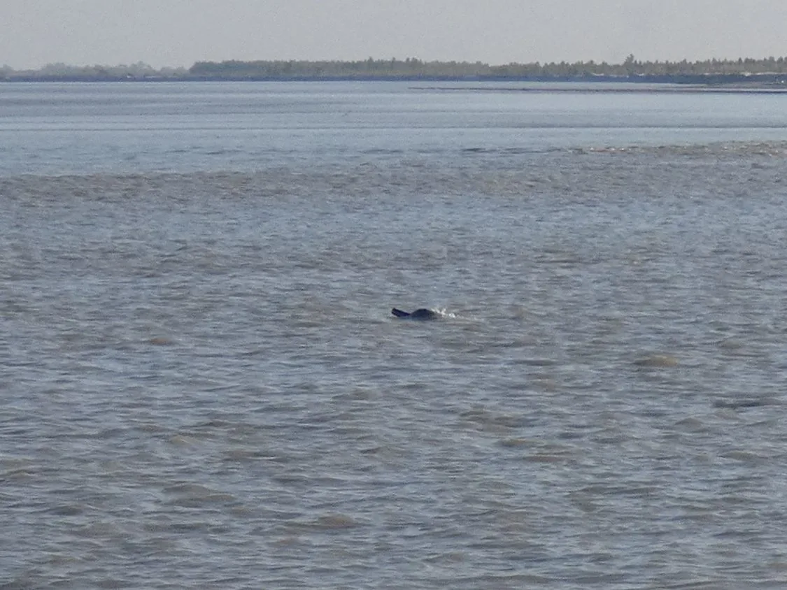 Indus River Dolphin
