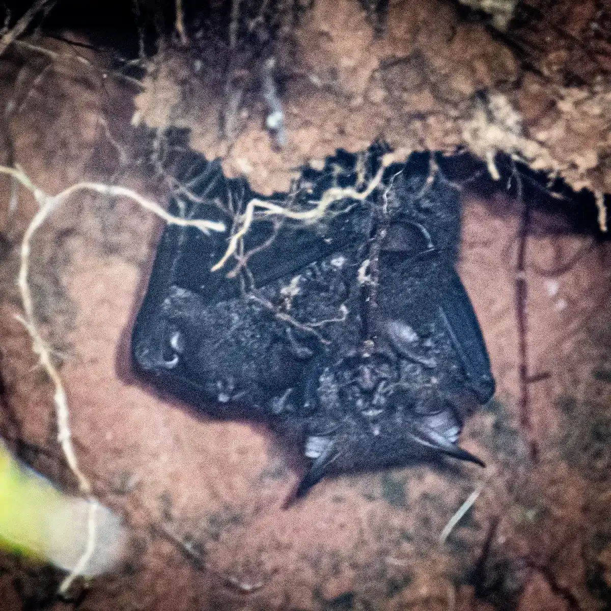 Andersen's Woolly Horseshoe Bat