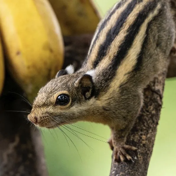 Southeast Asian Striped Squirrel