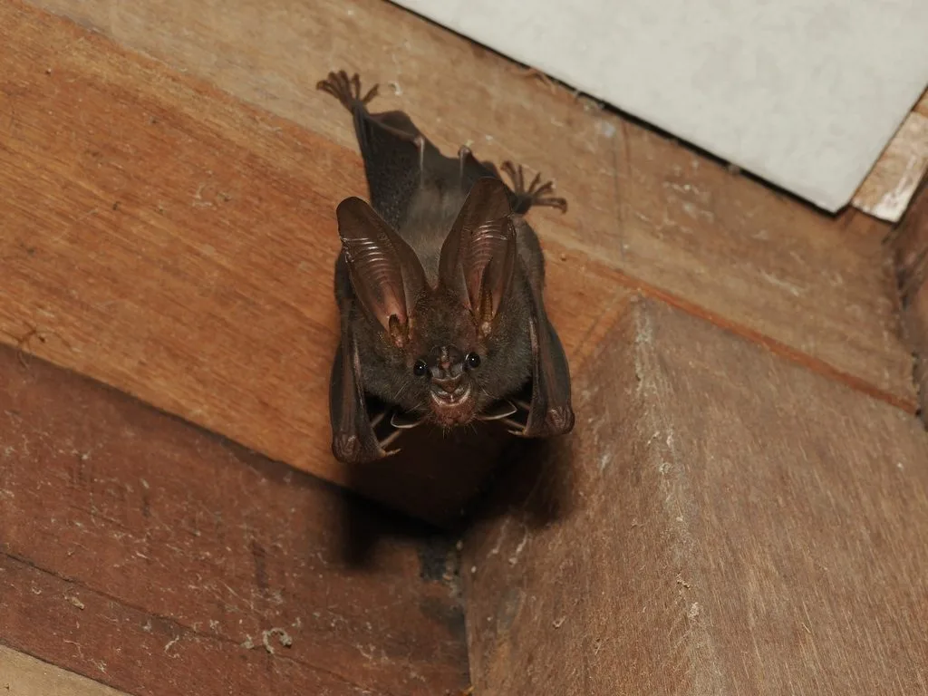 Eastern Greater False-vampire