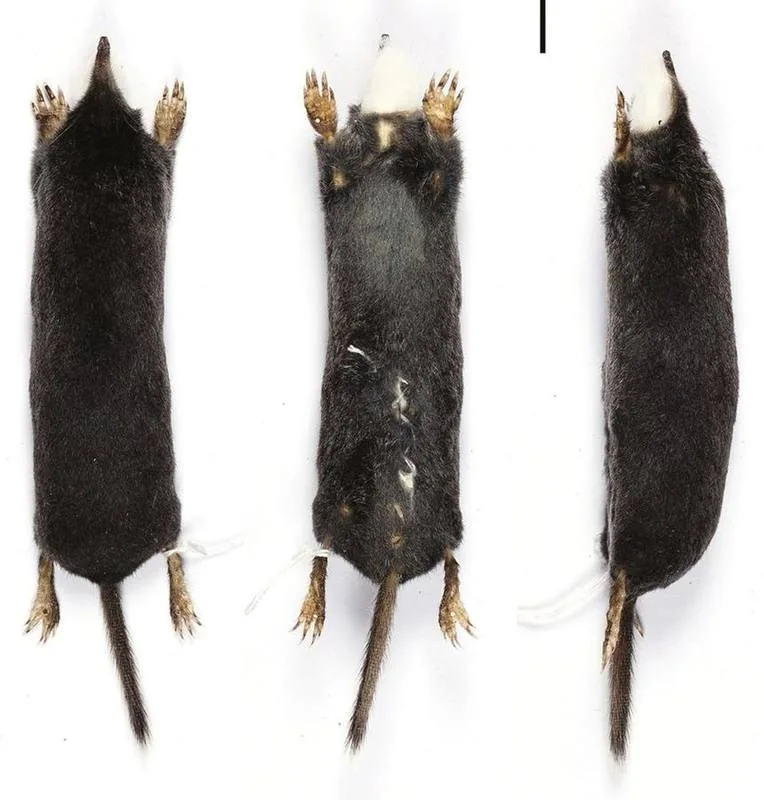 Southern Long-tailed Mole