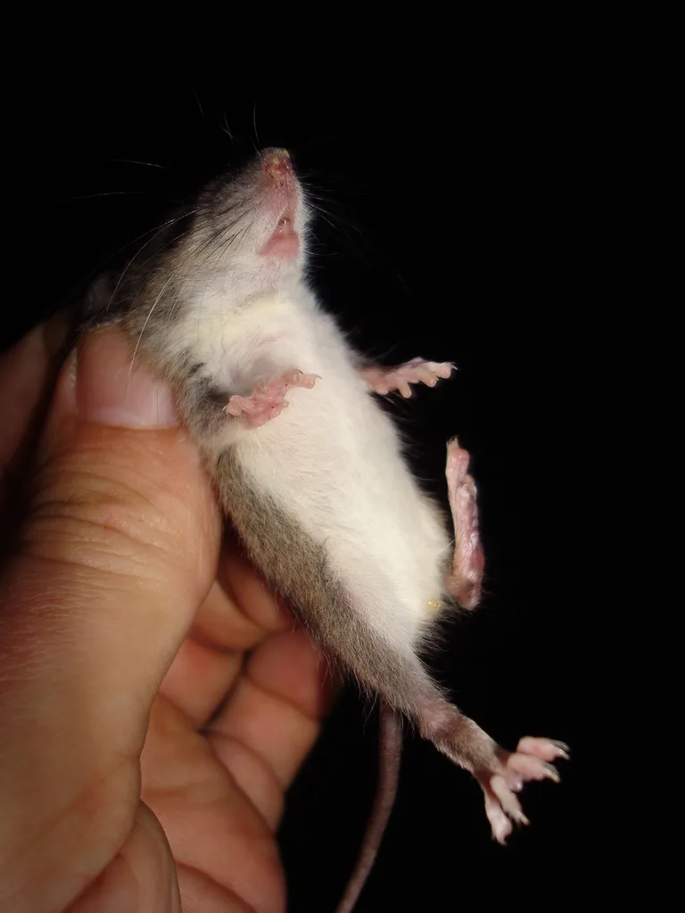 Kashmir Birch Mouse