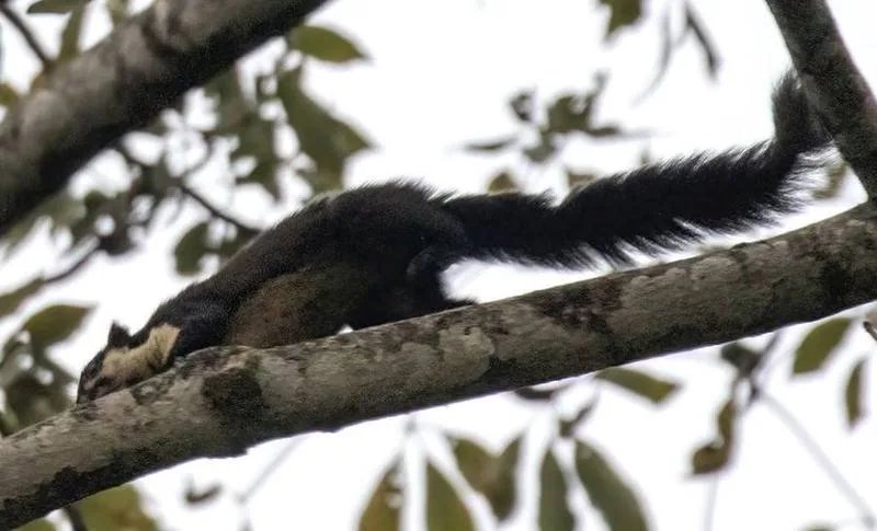 Northern Black Giant Squirrel